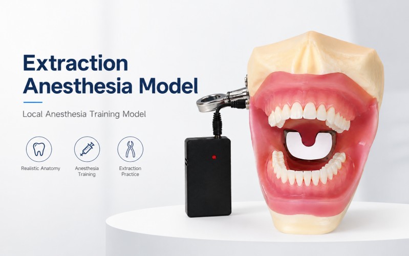 Teeth Model